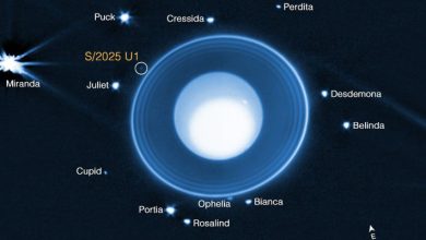 Webb Discovers New Moon around Uranus