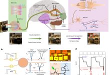 Rede neural integra DRAM a circuitos MoS₂ para adaptação cerebral