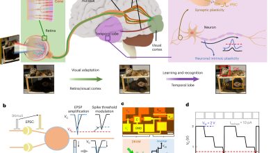 Rede neural integra DRAM a circuitos MoS₂ para adaptação cerebral