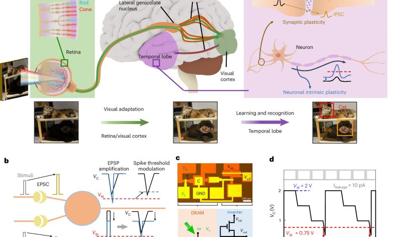 Rede neural integra DRAM a circuitos MoS₂ para adaptação cerebral