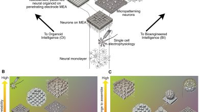 Células do cérebro aprendem mais rápido que machine learning