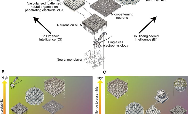 Células do cérebro aprendem mais rápido que machine learning