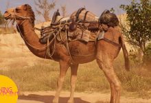 Gamer Con gera polêmica, mas fãs se divertem com camelos