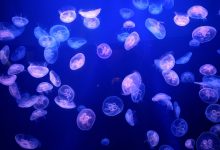 Medusas invadem usina nuclear e desafiam tecnologia