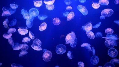 Medusas invadem usina nuclear e desafiam tecnologia