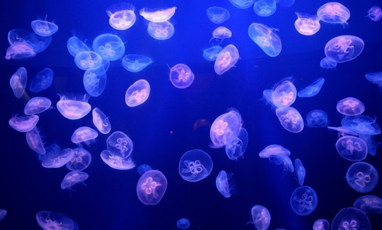 Medusas invadem usina nuclear e desafiam tecnologia