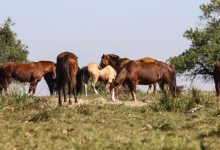 Fiocruz alerta sobre casos de encefalite equina no AM