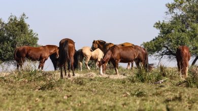 Fiocruz alerta sobre casos de encefalite equina no AM