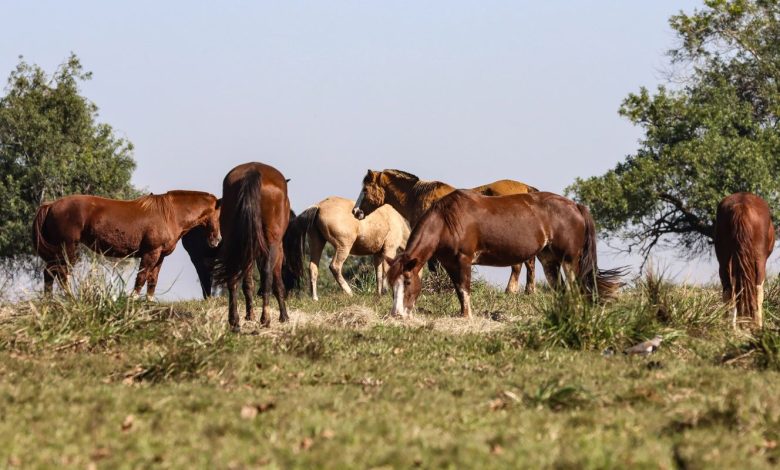 Fiocruz alerta sobre casos de encefalite equina no AM