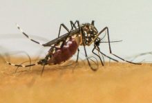 SUS alerta para doenças transmitidas por mosquitos na Europa