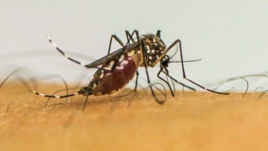 SUS alerta para doenças transmitidas por mosquitos na Europa