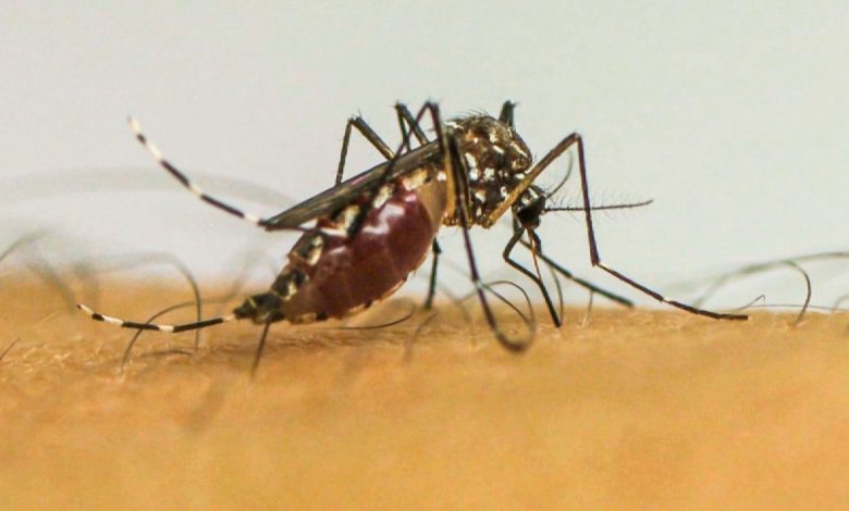 SUS alerta para doenças transmitidas por mosquitos na Europa