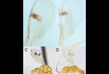 Parasitic wasps invadem os EUA e impactam a agricultura