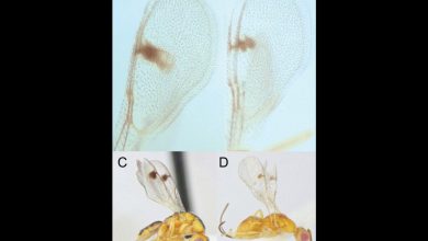 Parasitic wasps invadem os EUA e impactam a agricultura