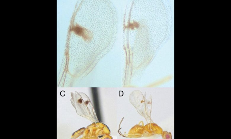 Parasitic wasps invadem os EUA e impactam a agricultura