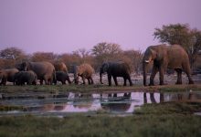 Satélites ajudam a proteger elefantes do deserto ameaçados