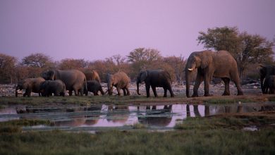Satélites ajudam a proteger elefantes do deserto ameaçados