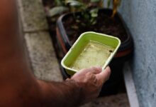 SUS intensifica pesquisa sobre chikungunya no Brasil