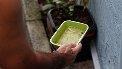 SUS intensifica pesquisa sobre chikungunya no Brasil