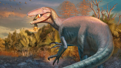 Descoberta revela dinossauro gigante com garra e presa de crocodilo