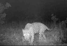 Pesquisa registra maior nado já documentado de jaguar no Brasil
