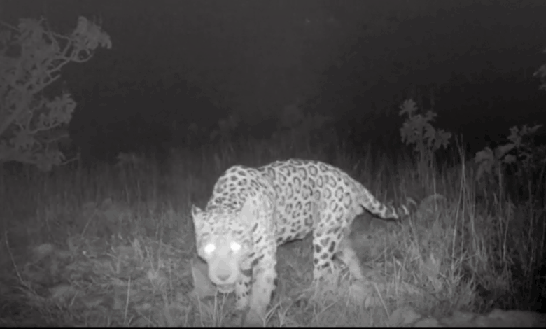 Pesquisa registra maior nado já documentado de jaguar no Brasil