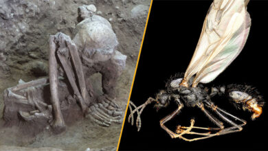 Descoberta revela a múmia mais antiga e estudo de formigas