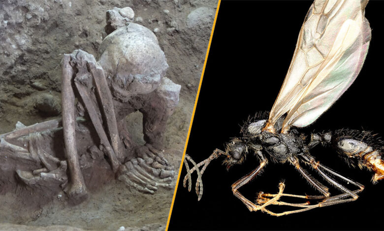 Descoberta revela a múmia mais antiga e estudo de formigas