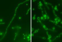 Estudo identifica vírus aninhado que potencializa fungo mortal