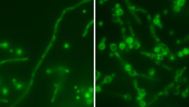 Estudo identifica vírus aninhado que potencializa fungo mortal