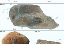 Five pebbles from Dzudzuana Cave, Georgia. Image credit: Longo et al., doi: 10.1371/journal.pone.0321262.