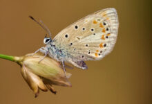 The Atlas blue butterfly (Polyommatus atlantica). Image credit: Roger Vila.