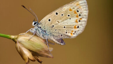 The Atlas blue butterfly (Polyommatus atlantica). Image credit: Roger Vila.