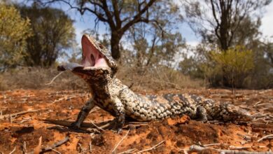 Pesquisa revela habilidade secreta de lagarto sob calor
