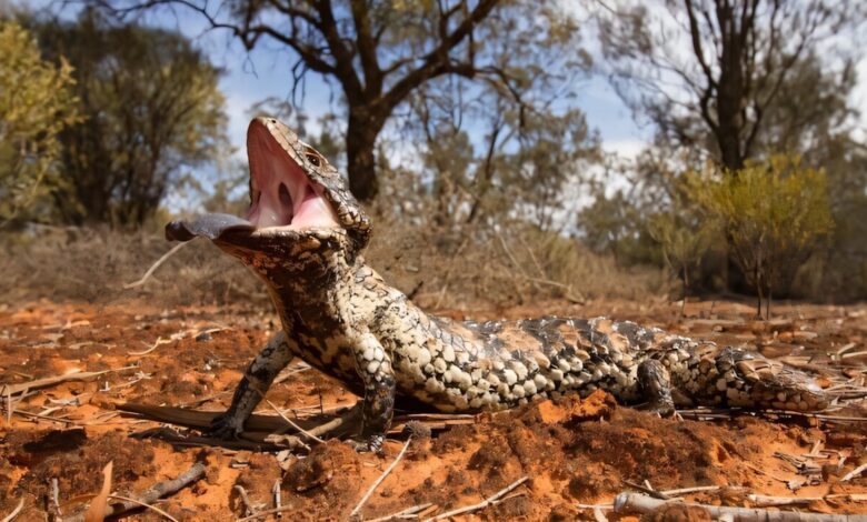 Pesquisa revela habilidade secreta de lagarto sob calor