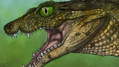 Pesquisa revela fóssil de crocodilo de 95 milhões de anos