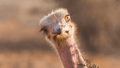 Estudo revela origem comum de aves gigantes sem voo