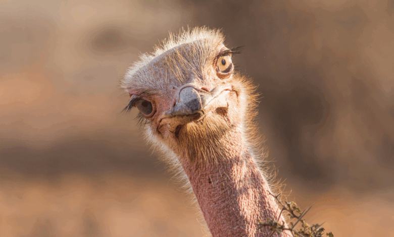 Estudo revela origem comum de aves gigantes sem voo