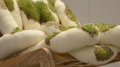 Biophilic design: 5 tendências em plantas funcionais