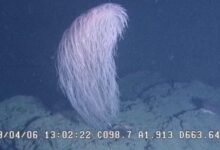 Pesquisadores identificam nova espécie de coral Chewbacca