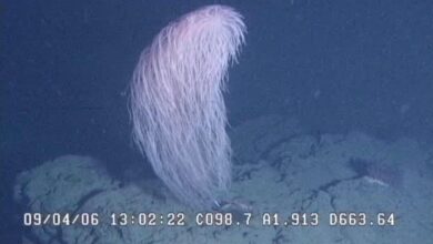 Pesquisadores identificam nova espécie de coral Chewbacca