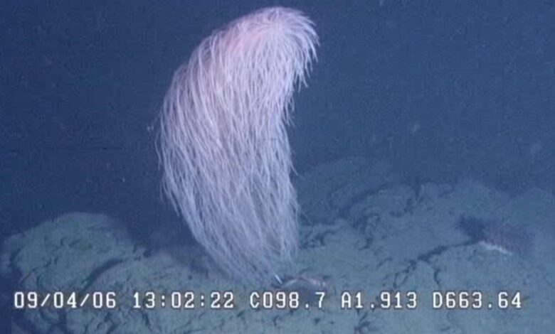 Pesquisadores identificam nova espécie de coral Chewbacca