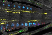 Estudo mostra como células-tronco aprimoram o milho