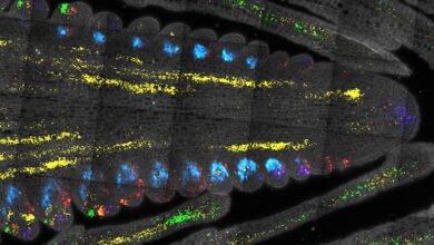 Estudo mostra como células-tronco aprimoram o milho