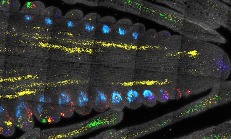 Estudo mostra como células-tronco aprimoram o milho