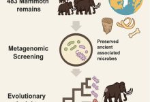 Guinet et al. reconstructed partial genomes of Erysipelothrix from the oldest mammoth sample, representing the oldest authenticated host-associated microbial DNA to date. Image credit: Guinet et al., doi: 10.1016/j.cell.2025.08.003.