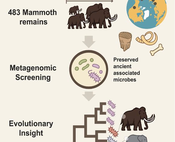 Guinet et al. reconstructed partial genomes of Erysipelothrix from the oldest mammoth sample, representing the oldest authenticated host-associated microbial DNA to date. Image credit: Guinet et al., doi: 10.1016/j.cell.2025.08.003.