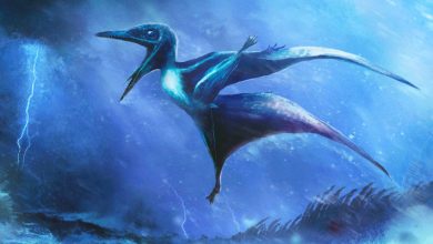 Two Extraordinary Fossils of Immature Pterosaurs Killed by Catastrophic Storm Found in Germany