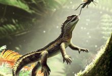 Agriodontosaurus helsbypetrae. Image credit: Bob Nicholls.