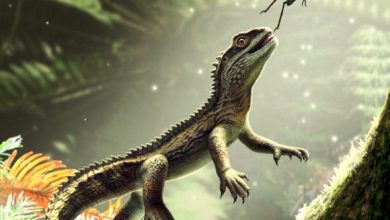 Agriodontosaurus helsbypetrae. Image credit: Bob Nicholls.